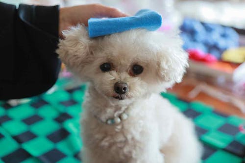 15分で完成 100均アイテムだけで愛犬用の節分のかぶりものを簡単手作り わんクォール 15分で完成 100均アイテムだけで愛犬用の節分のかぶりものを簡単手作り わんクォール