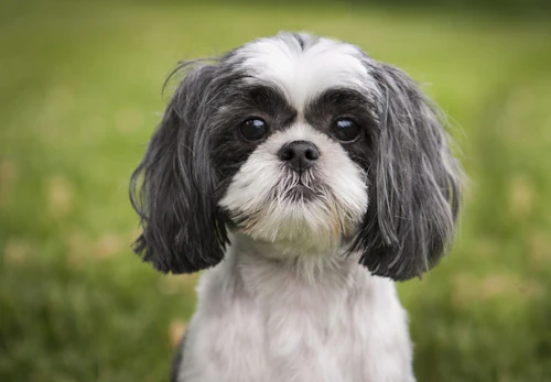 シーズーの平均寿命は何歳 長生きさせる秘訣やかかりやすい病気について解説 獣医師監修 わんクォール シーズーの平均寿命は何歳 長生きさせる秘訣やかかりやすい病気について解説 獣医師監修 わんクォール