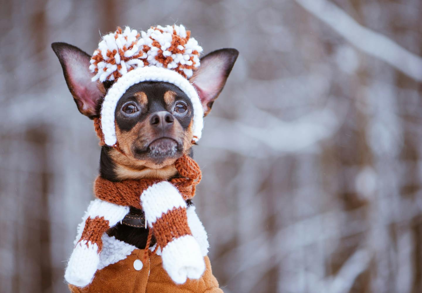 冬に犬を散歩させる際の注意点とは？寒さ対策と散歩後のケアを解説【獣医師監修】