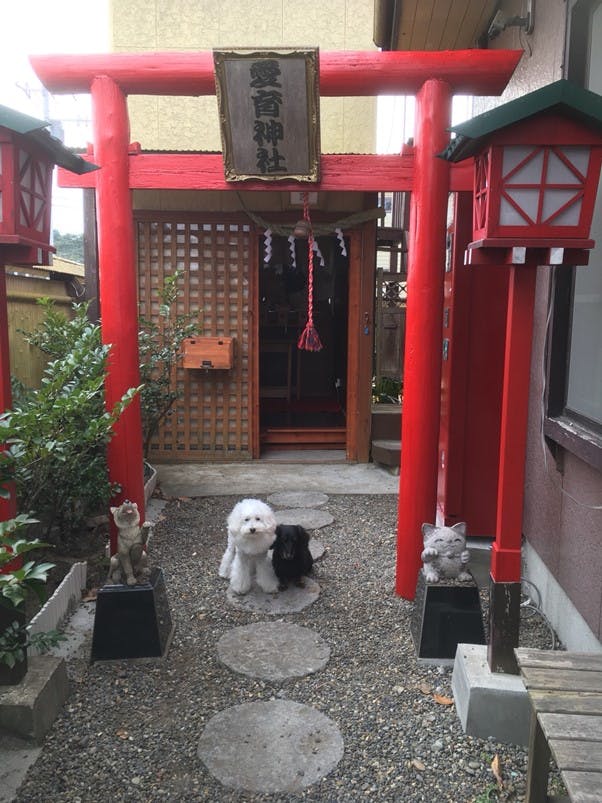 千葉県『愛育神社』にきた犬