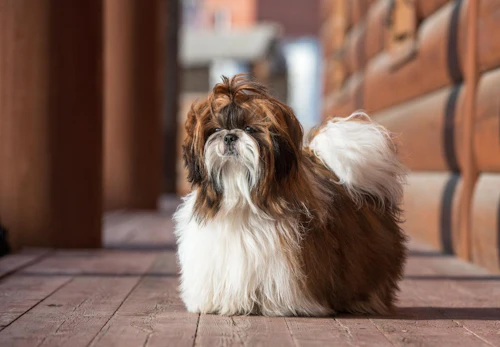 シーズーの平均寿命は何歳 長生きさせる秘訣やかかりやすい病気について解説 獣医師監修 わんクォール シーズーの平均寿命は何歳 長生きさせる秘訣やかかりやすい病気について解説 獣医師監修 わんクォール