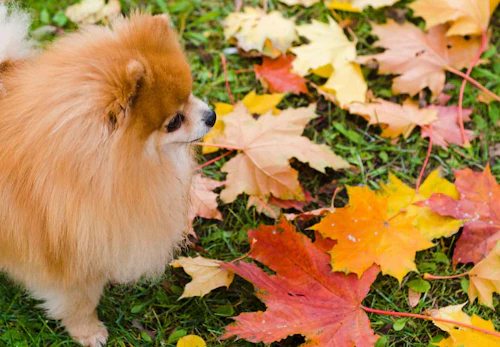 ポメラニアンは抜け毛が多い 被毛の特徴や抜け毛の対策 掃除をする際の注意点について解説 獣医師監修 わんクォール ポメラニアンは抜け毛が多い 被毛の特徴や抜け毛の対策 掃除をする際の注意点について解説 獣医師監修 わんクォール
