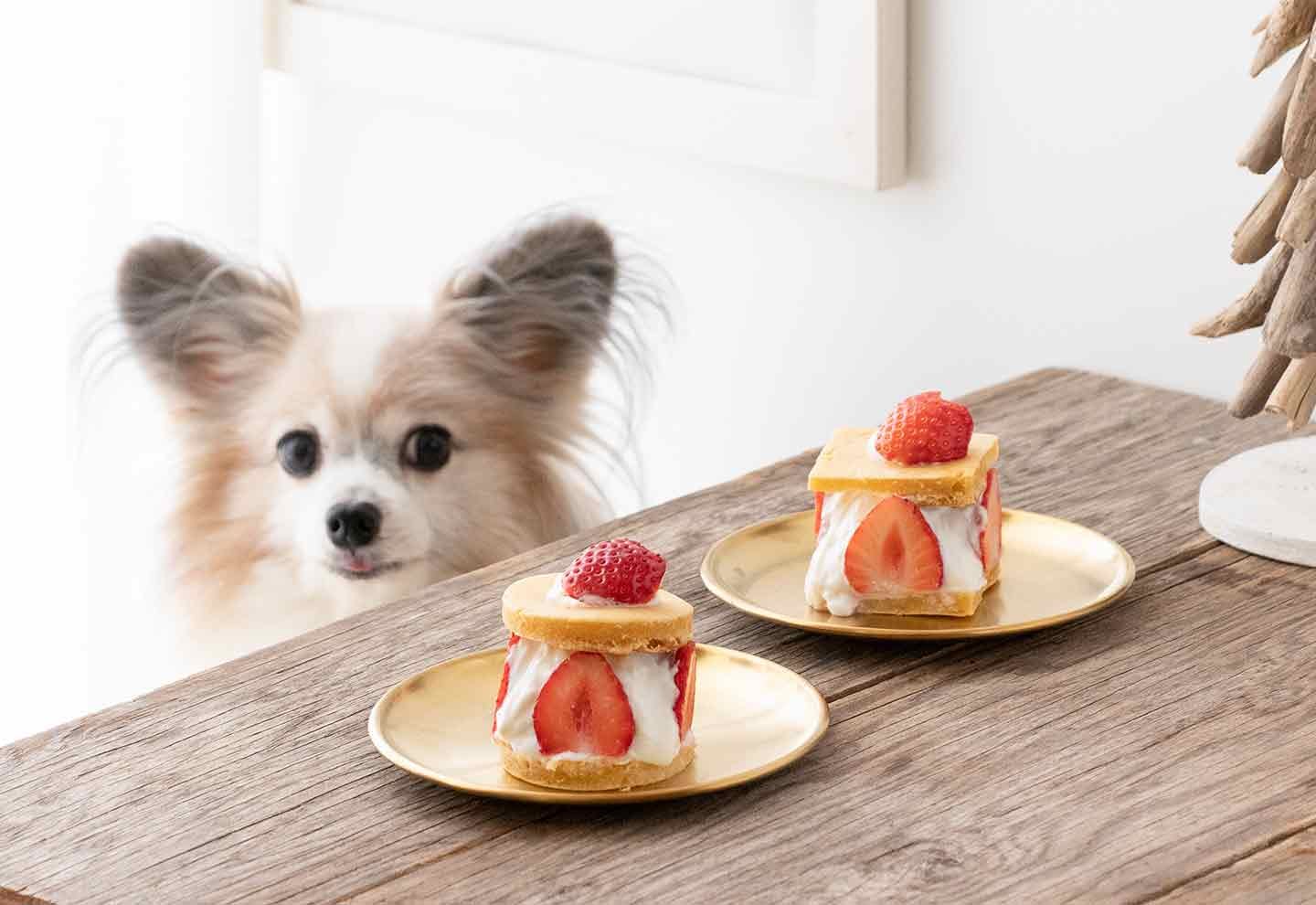 フライパンでOK】愛犬用いちごのショートケーキを手作り！クリスマス・誕生日・記念日におすすめ♪|ワンクォール