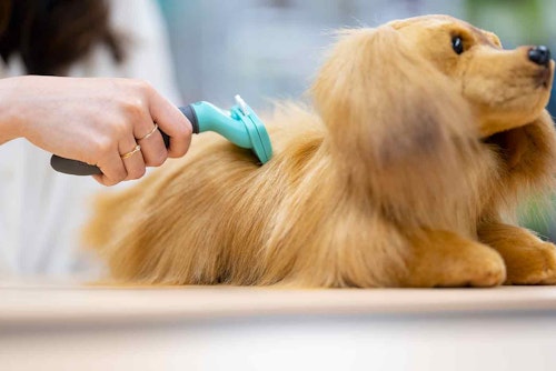 犬の抜け毛対策に最高のアイテム ごっそり毛が取れると話題のブラシ ファーミネーター の秘密に迫る わんクォール 犬の抜け毛対策に最高のアイテム ごっそり毛が取れると話題のブラシ ファーミネーター の秘密に迫る わんクォール