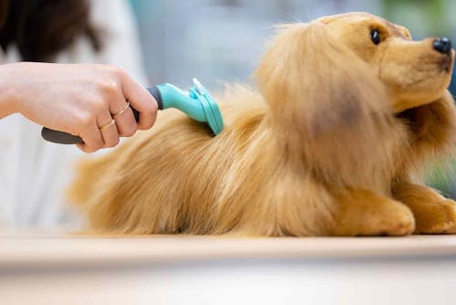 犬の抜け毛対策に最高のアイテム ごっそり毛が取れると話題のブラシ ファーミネーター の秘密に迫る わんクォール 犬の抜け毛対策に最高のアイテム ごっそり毛が取れると話題のブラシ ファーミネーター の秘密に迫る わんクォール