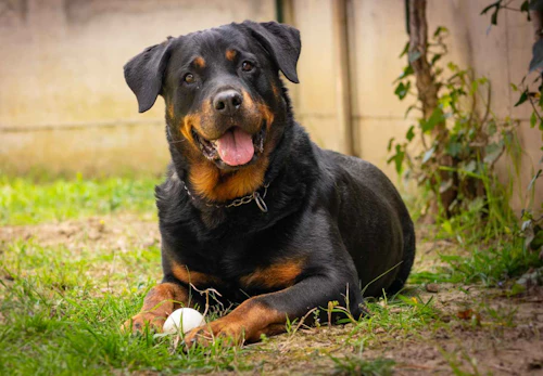 ロットワイラーの性格や特徴は 飼い方やしつけのコツ かかりやすい病気などを解説 獣医師監修 わんクォール ロットワイラーの性格や特徴は 飼い方やしつけのコツ かかりやすい病気などを解説 獣医師監修 わんクォール