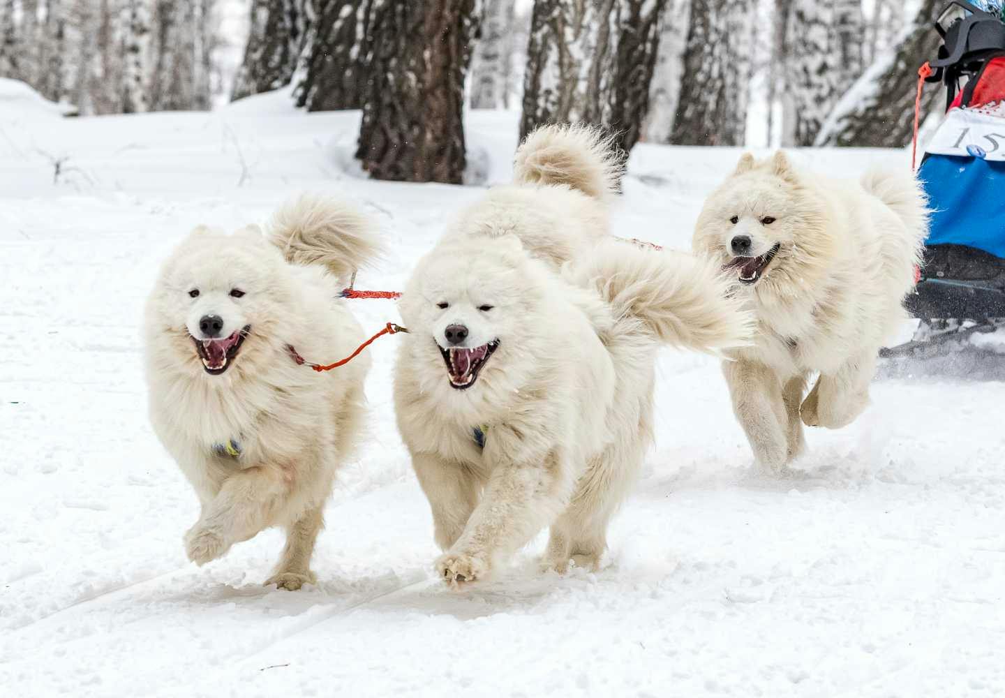 官製 samoyed サモエド トレンチ | www.pro13.pnp.gov.ph