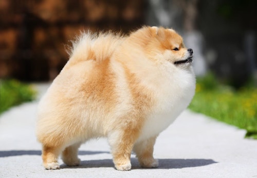 ポメラニアンは抜け毛が多い 被毛の特徴や抜け毛の対策 掃除をする際の注意点について解説 獣医師監修 わんクォール ポメラニアンは抜け毛が多い 被毛の特徴や抜け毛の対策 掃除をする際の注意点について解説 獣医師監修 わんクォール