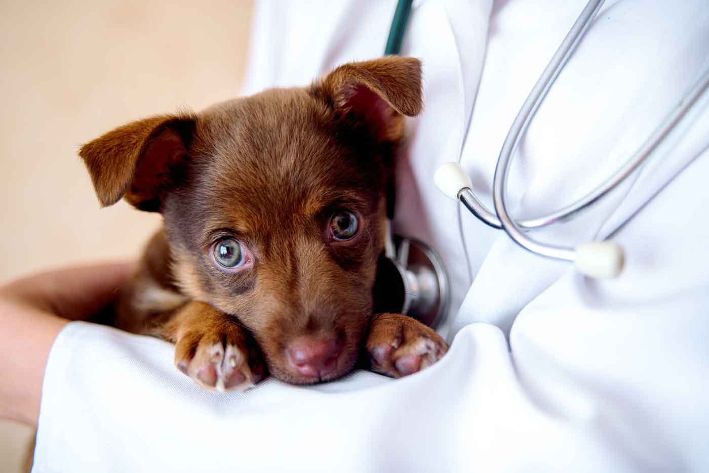獣医師に抱えられる犬