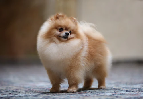 ポメラニアンは抜け毛が多い 被毛の特徴や抜け毛の対策 掃除をする際の注意点について解説 獣医師監修 わんクォール ポメラニアンは抜け毛が多い 被毛の特徴や抜け毛の対策 掃除をする際の注意点について解説 獣医師監修 わんクォール