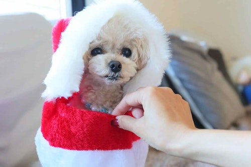 犬服diy 100均の材料1つでサンタのコスプレ 人間のクリスマス帽子を切ってポンチョにアレンジ わんクォール 犬服diy 100均の材料1つでサンタのコスプレ 人間のクリスマス帽子を切ってポンチョにアレンジ わんクォール
