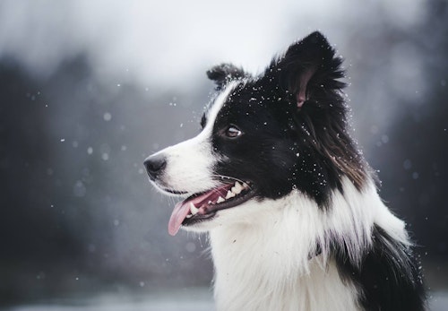 雪が好きな犬種と苦手な犬種は？