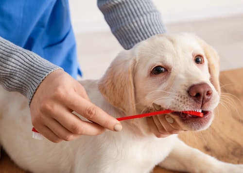 犬の歯磨きのやり方と頻度は 嫌がる際の対処法も解説 獣医師監修 わんクォール