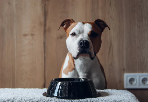 犬が水を飲まない理由とは 病院に行くべき症状や対処法を解説 獣医師監修 わんクォール 犬が水を飲まない理由とは 病院に行くべき症状や対処法を解説 獣医師監修 わんクォール