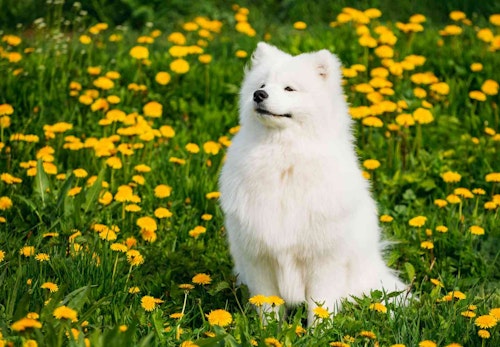 サモエドの性格や特徴は 飼い方のコツやしつけを始める時期 平均寿命などを解説 獣医師監修 わんクォール サモエドの性格や特徴は 飼い方のコツやしつけを始める時期 平均寿命などを解説 獣医師監修 わんクォール