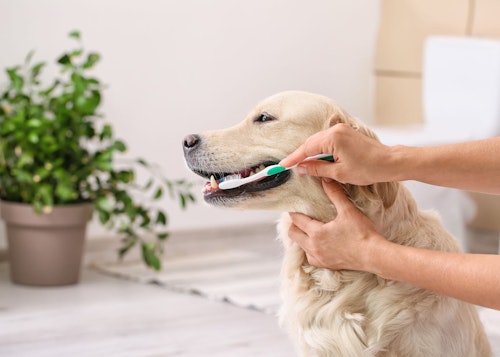 犬の歯磨きのやり方と頻度は 嫌がる際の対処法も解説 獣医師監修 わんクォール 犬の歯磨きのやり方と頻度は 嫌がる際の対処法も解説 獣医師監修 わんクォール