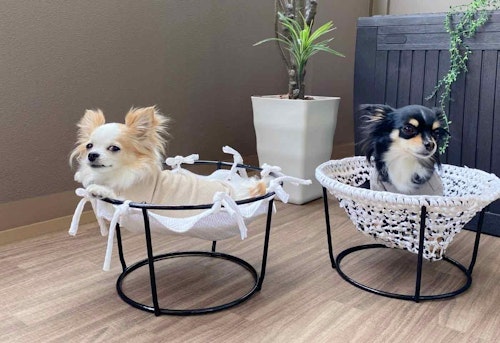 サスティナブルdiy 古着tシャツとプランタースタンドで初心者も簡単 犬用ハンモックの作り方 わんクォール サスティナブルdiy 古着tシャツとプランタースタンドで初心者も簡単 犬用ハンモックの作り方 わんクォール