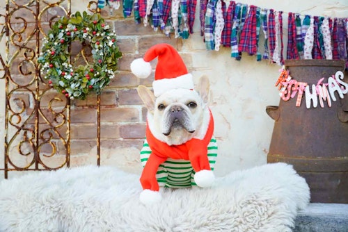 型紙不要 愛犬の簡単サンタ帽 マフラーの作り方 同じ材料で2つ作れるお手軽ハンドメイド わんクォール 型紙不要 愛犬の簡単サンタ帽 マフラーの作り方 同じ材料で2つ作れるお手軽ハンドメイド わんクォール