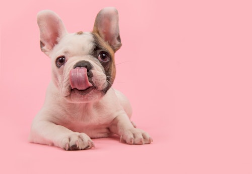 犬に海苔は食べさせて大丈夫 与え方や適量 注意点について解説 獣医師監修 わんクォール 犬に海苔は食べさせて大丈夫 与え方や適量 注意点について解説 獣医師監修 わんクォール
