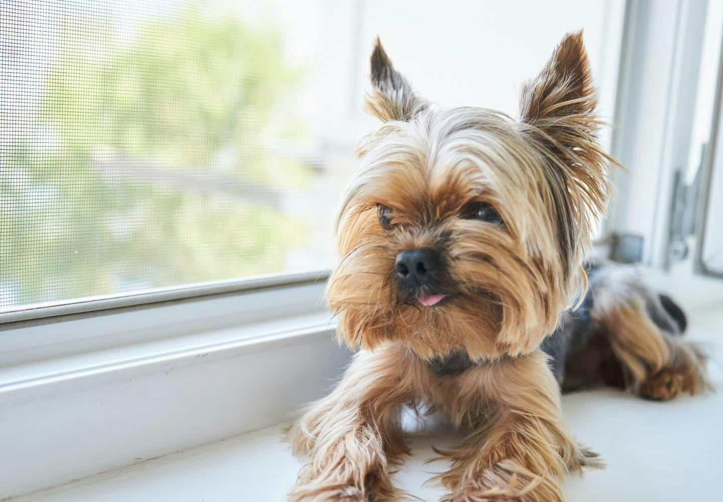 ヨークシャー・テリア（ヨーキー）の平均寿命は何歳？長生きさせる秘訣