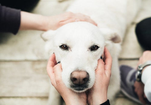 犬が喜ぶ撫で方 触り方は ストレスを感じさせないコツを解説 獣医師監修 わんクォール 犬が喜ぶ撫で方 触り方は ストレスを感じさせないコツを解説 獣医師監修 わんクォール