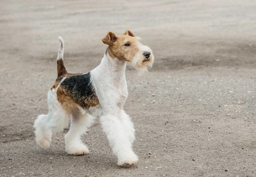 超小型犬 小型犬の種類とは 犬種ごとの特徴と飼いやすさなどを解説 獣医師監修 わんクォール