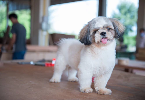 シーズーの平均寿命は何歳 長生きさせる秘訣やかかりやすい病気について解説 獣医師監修 わんクォール シーズーの平均寿命は何歳 長生きさせる秘訣やかかりやすい病気について解説 獣医師監修 わんクォール