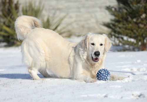 犬と雪遊びする際の注意点とは 楽しむための事前準備と遊んだ後のケアについて解説 獣医師監修 わんクォール