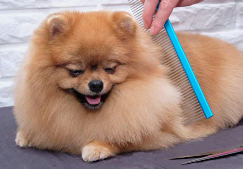 ポメラニアンは抜け毛が多い 被毛の特徴や抜け毛の対策 掃除をする際の注意点について解説 獣医師監修 わんクォール ポメラニアンは抜け毛が多い 被毛の特徴や抜け毛の対策 掃除をする際の注意点について解説 獣医師監修 わんクォール