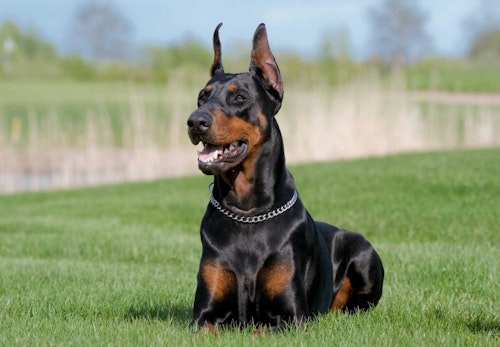 ドーベルマンの性格や特徴は 飼い方のコツや寿命 かかりやすい病気などを解説 獣医師監修 わんクォール ドーベルマンの性格や特徴は 飼い方のコツや寿命 かかりやすい病気などを解説 獣医師監修 わんクォール