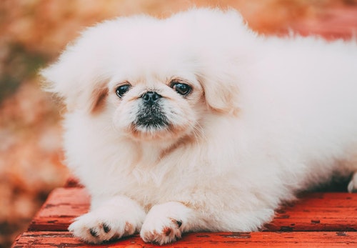 超小型犬 小型犬の種類とは 犬種ごとの特徴と飼いやすさなどを解説 獣医師監修 わんクォール 超小型犬 小型犬の種類とは 犬種ごとの特徴と飼いやすさなどを解説 獣医師監修 わんクォール