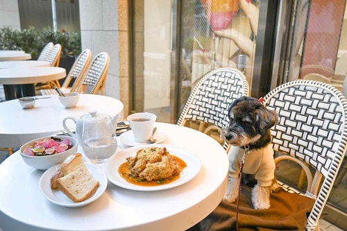 日本橋 小伝馬町 愛犬と巡るわざわざ行きたいカフェ3選 まるで海外のようなオシャレスポット わんクォール 日本橋 小伝馬町 愛犬と巡るわざわざ行きたいカフェ3選 まるで海外のようなオシャレスポット わんクォール