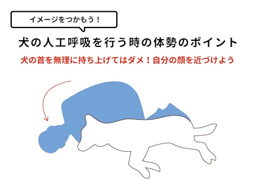 完全保存版 気温差のある時期に注意したい心臓発作 犬の救命救急 心肺蘇生と人工呼吸を知っておこう わんクォール 完全保存版 気温差のある時期に注意したい心臓発作 犬の救命救急 心肺蘇生と人工呼吸を知っておこう わんクォール