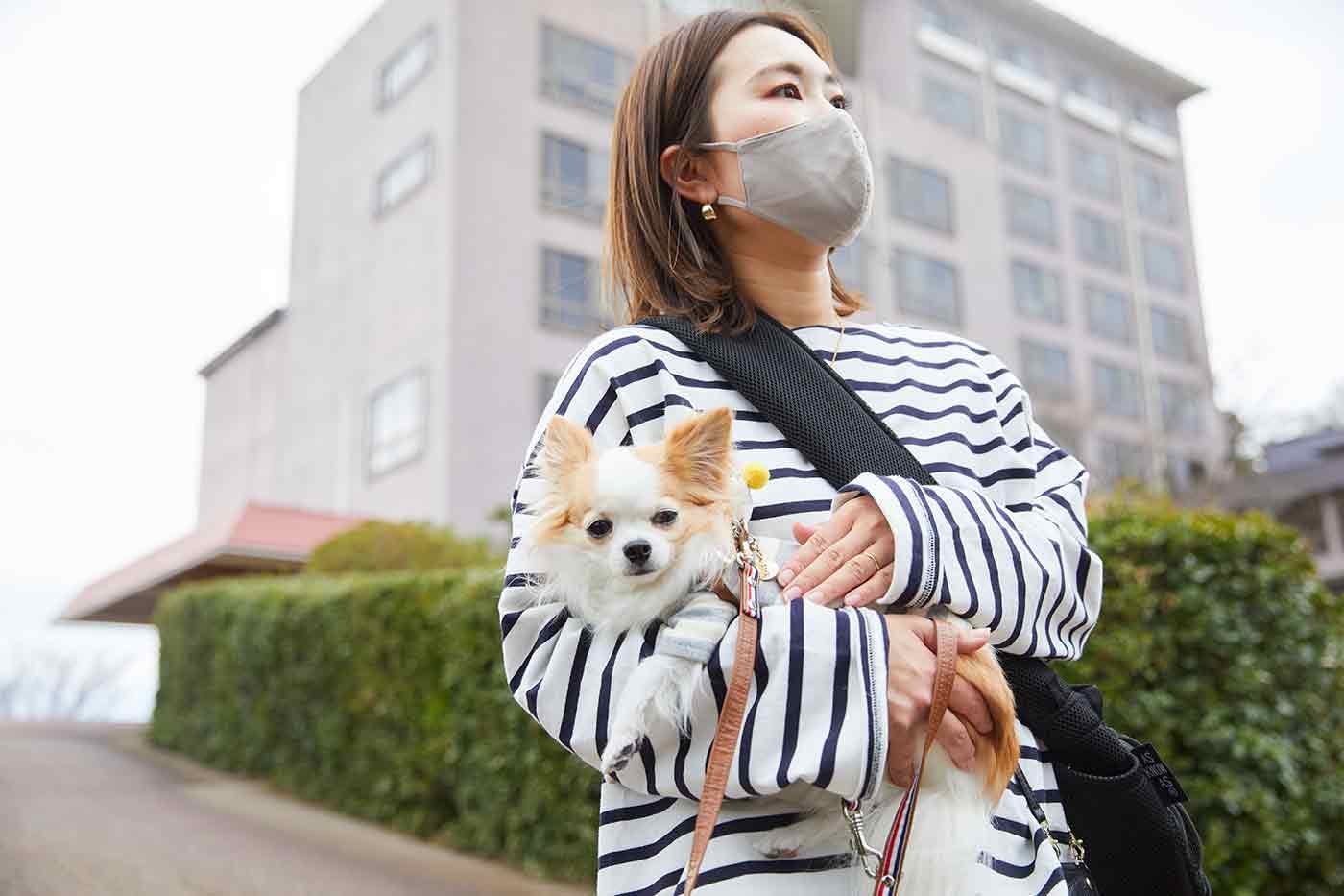 お外に出たチワワのこひめちゃんと中原さん