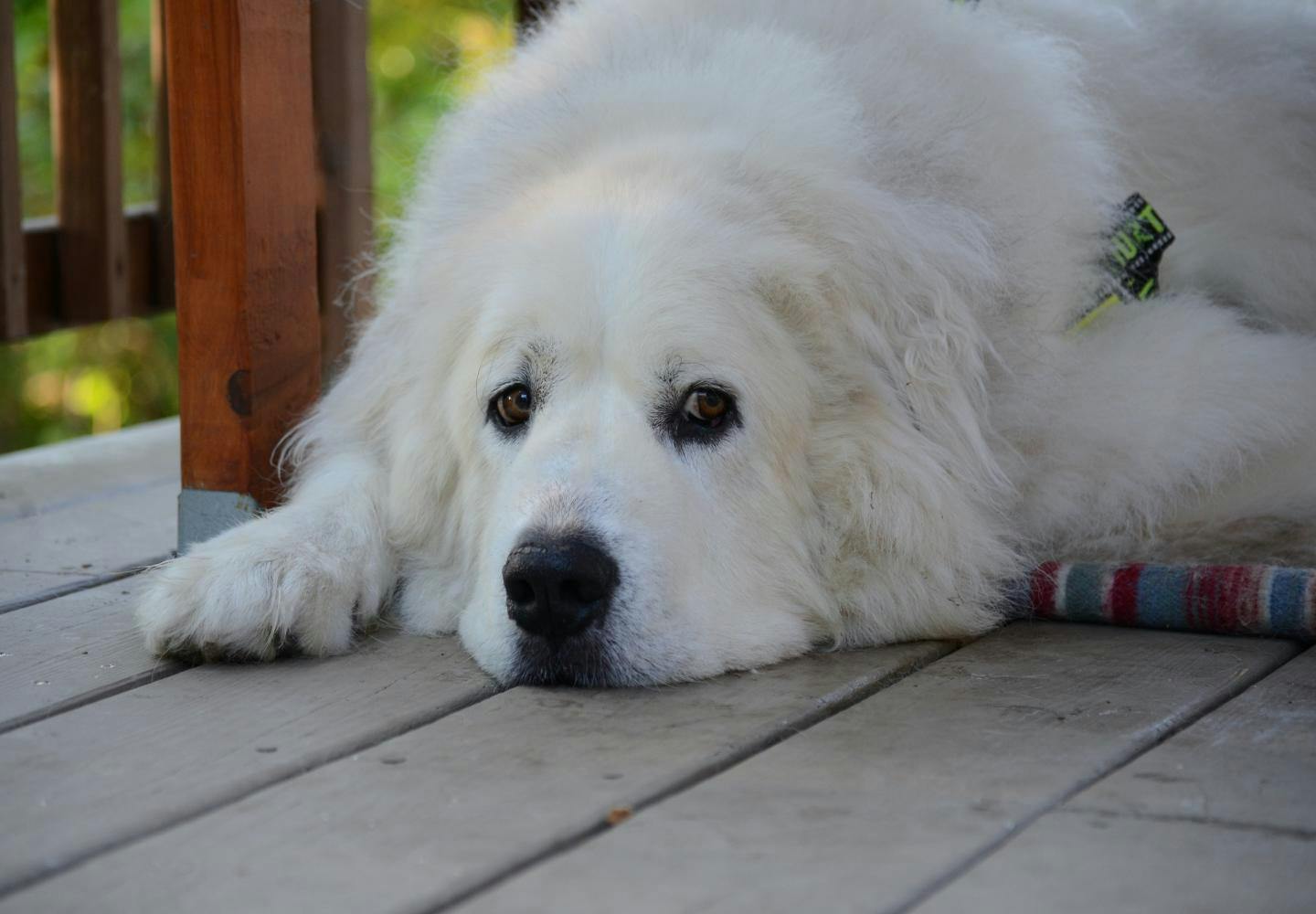 グレート・ピレニーズの性格や特徴は？飼い方のコツや寿命、かかり