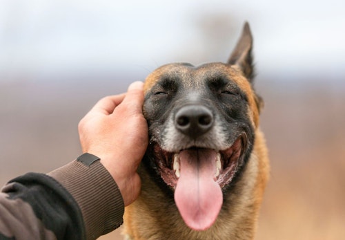 犬が喜ぶ撫で方 触り方は ストレスを感じさせないコツを解説 獣医師監修 わんクォール 犬が喜ぶ撫で方 触り方は ストレスを感じさせないコツを解説 獣医師監修 わんクォール