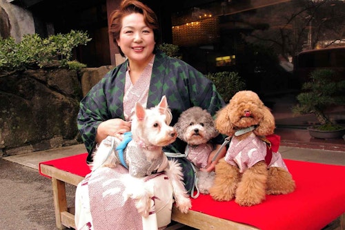 兵庫県・湯村温泉の『朝野家』のお客さんと犬