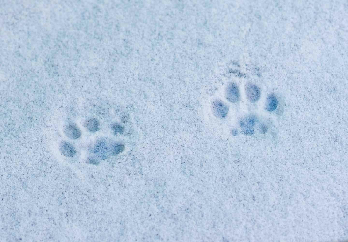 犬と雪遊びをした後のケアは？