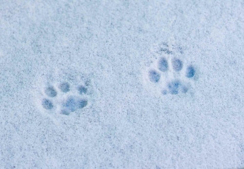 犬と雪遊びする際の注意点とは 楽しむための事前準備と遊んだ後のケアについて解説 獣医師監修 わんクォール