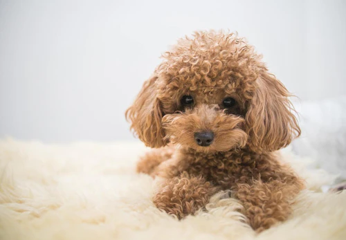 超小型犬 小型犬の種類とは 犬種ごとの特徴と飼いやすさなどを解説 獣医師監修 わんクォール 超小型犬 小型犬の種類とは 犬種ごとの特徴と飼いやすさなどを解説 獣医師監修 わんクォール