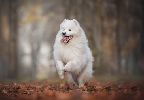 サモエドの性格や特徴は 飼い方のコツやしつけを始める時期 平均寿命などを解説 獣医師監修 わんクォール サモエドの性格や特徴は 飼い方のコツやしつけを始める時期 平均寿命などを解説 獣医師監修 わんクォール