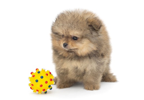 ポメラニアンにはキツネ顔とたぬき顔がある 見分け方と特徴を解説 獣医師監修 わんクォール ポメラニアンにはキツネ顔とたぬき顔がある 見分け方と特徴を解説 獣医師監修 わんクォール