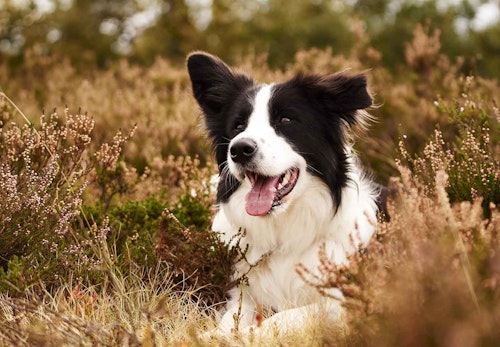 賢い犬ランキングtop5 学習能力が高い犬を飼う際の注意点を解説 獣医師監修 わんクォール 賢い犬ランキングtop5 学習能力が高い犬を飼う際の注意点を解説 獣医師監修 わんクォール