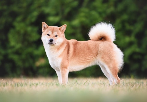 柴犬のキツネ顔とタヌキ顔とは 見分け方や特徴を解説 獣医師監修 わんクォール 柴犬のキツネ顔とタヌキ顔とは 見分け方や特徴を解説 獣医師監修 わんクォール