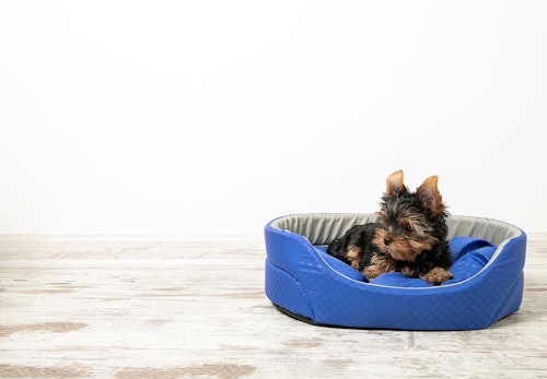 犬の寝床を快適にするには 犬用ベッドの選び方やお手入れのコツを解説 獣医師監修 わんクォール 犬の寝床を快適にするには 犬用ベッドの選び方やお手入れのコツを解説 獣医師監修 わんクォール