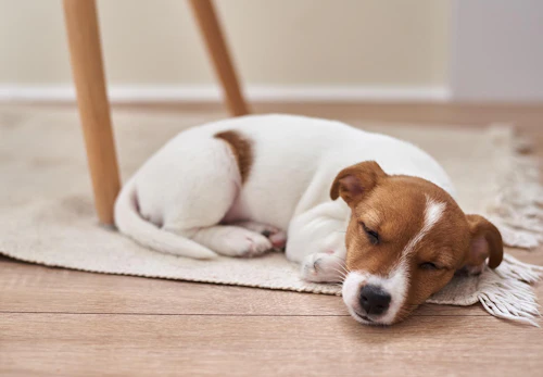 犬が冬に気をつけるべき病気 ケガ12選 健康に過ごすためのポイントも解説 獣医師監修 わんクォール 犬が冬に気をつけるべき病気 ケガ12選 健康に過ごすためのポイントも解説 獣医師監修 わんクォール