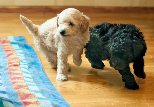 トイ プードルのしつけはいつから 始める時期としつけのコツ 問題行動への対処法を解説 獣医師監修 わんクォール トイ プードルのしつけはいつから 始める時期としつけのコツ 問題行動への対処法を解説 獣医師監修 わんクォール