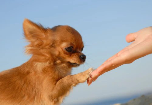 チワワのしつけはいつから 始める時期としつけのポイントを解説 獣医師監修 わんクォール チワワのしつけはいつから 始める時期としつけのポイントを解説 獣医師監修 わんクォール