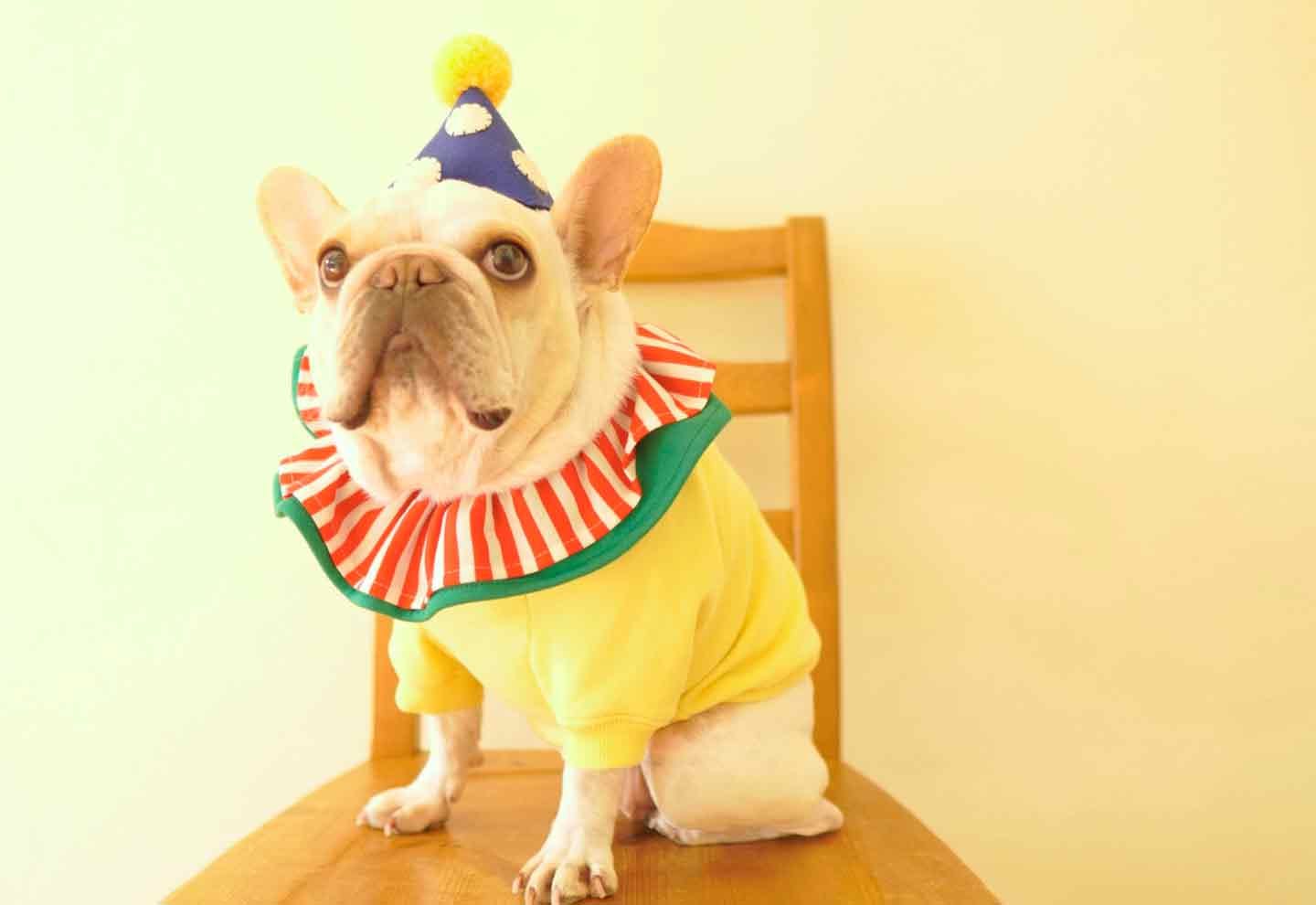 ナチュラル＆クラシカルなペチコートワンピース　つけ襟付き　犬服　ハンドメイド ナチュラル＆クラシカルなペチコートワンピースつけ襟付き犬服ハンドメイド