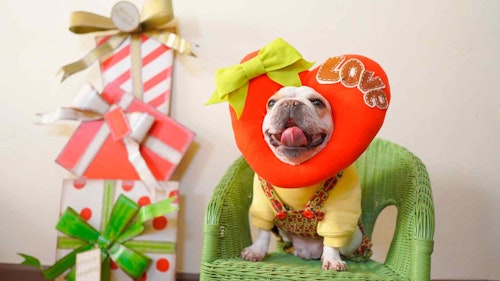 愛犬のかぶりもの バレンタインにハートのコスプレ 100均の材料だけで作れる簡単ハンドメイド わんクォール 愛犬のかぶりもの バレンタインにハートのコスプレ 100均の材料だけで作れる簡単ハンドメイド わんクォール